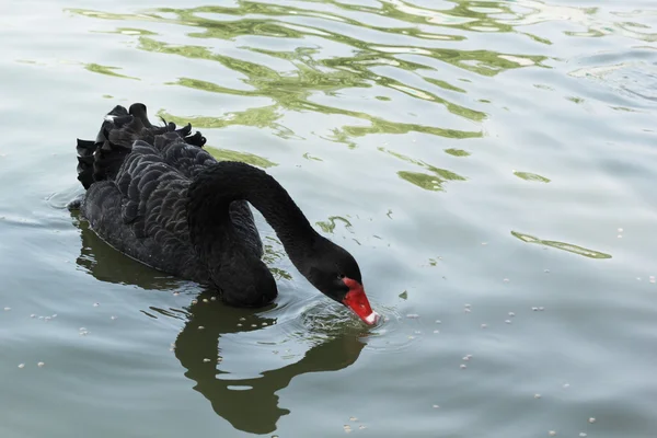 Swimming a black swan. — Stock Photo, Image