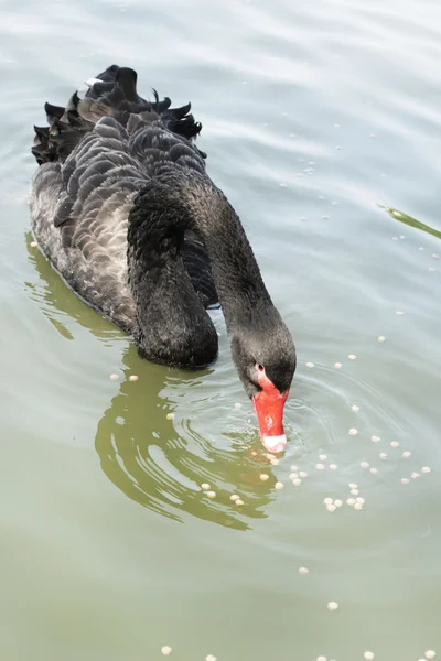 Плавание черного лебедя. — стоковое фото
