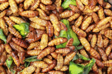 Kızarmış ipek piyasada solucanlar