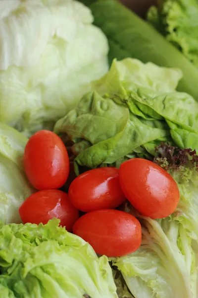 新鮮なトマト、赤とグリーン サラダ. — ストック写真