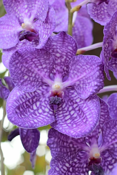 Close up de orquídea roxa — Fotografia de Stock