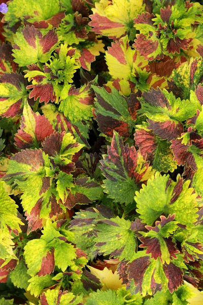 Grüne und rote Blätter im Garten — Stockfoto