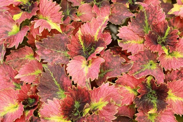 Grüne und rote Blätter im Garten — Stockfoto