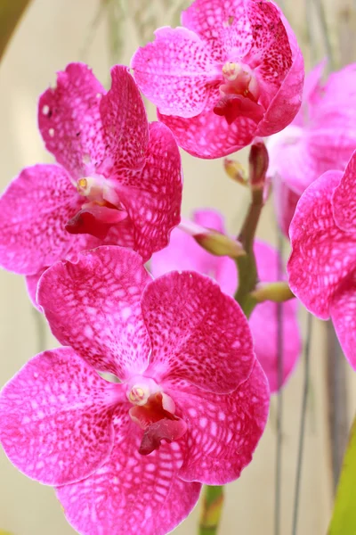 Blisko różowej orchidei — Zdjęcie stockowe