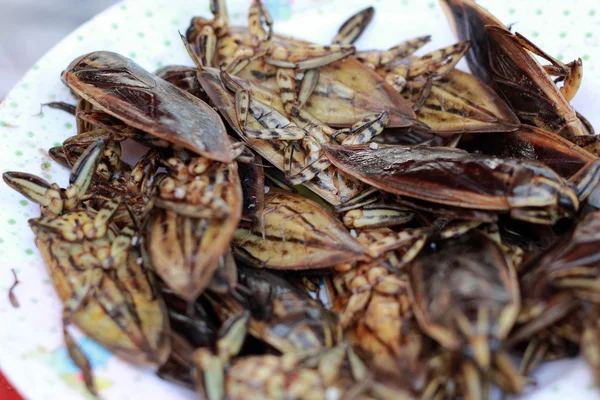 Close up of fried insect — Stock Photo, Image