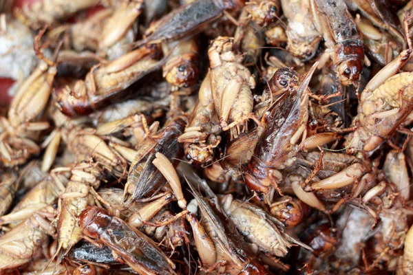 Close up of fried insect — Stock Photo, Image