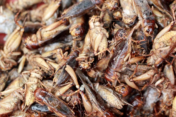 Nahaufnahme gebratener Insekten — Stockfoto