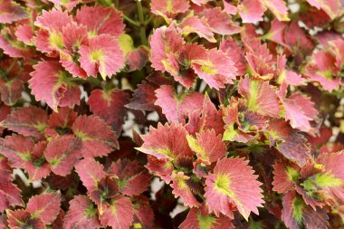 Bahçe içinde kırmızı ve yeşil yaprak