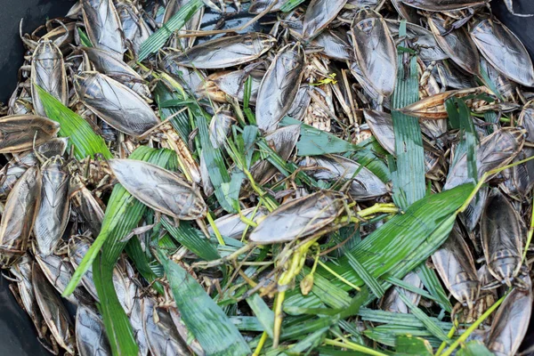 Nahaufnahme gebratener Insekten — Stockfoto