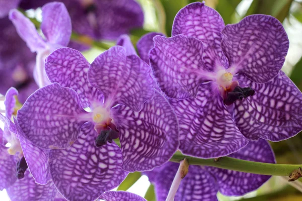 Bliska purpurowa orchidea — Zdjęcie stockowe