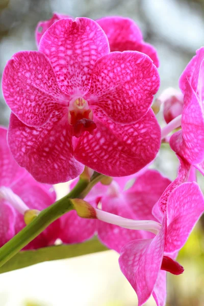 ピンクの蘭のクローズアップ — ストック写真