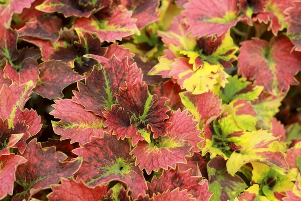 Groene en rode bladeren in de tuin — Stockfoto