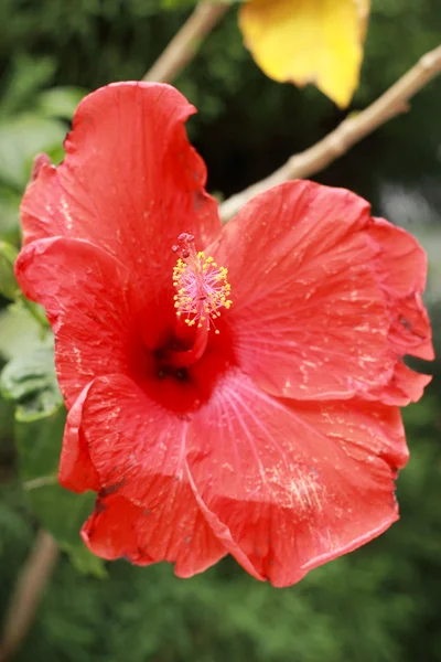 花红色-自然的芙蓉花 — 图库照片