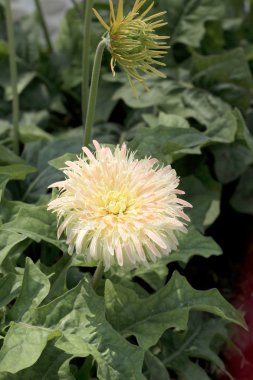 Bahçedeki güzel Gerbera çiçeği