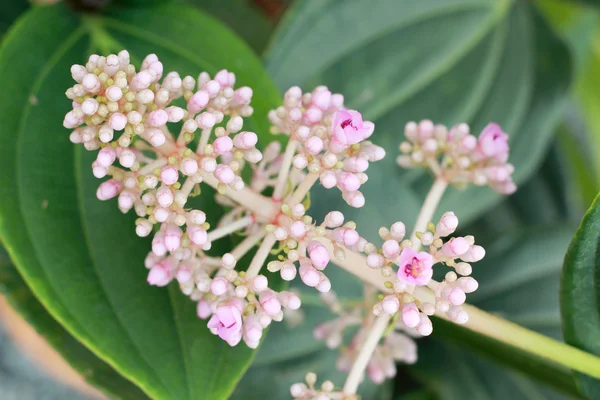 Närbild av rosa blomma — Stockfoto