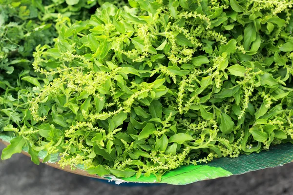 Manjericão verde fresco no mercado — Fotografia de Stock