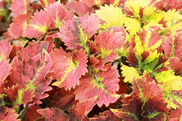 Grüne und rote Blätter im Garten — Stockfoto