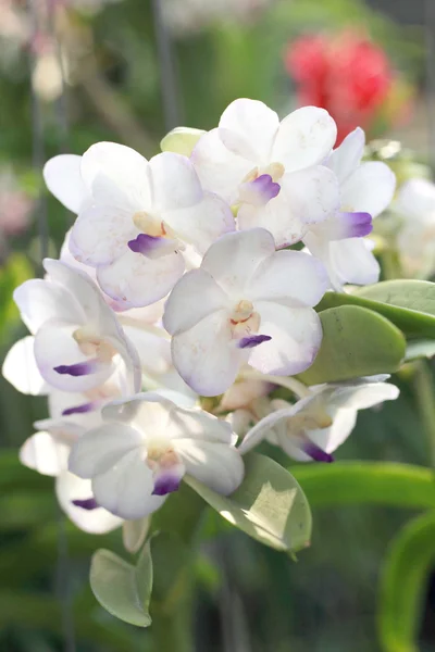 Zavřít bílou orchidej — Stock fotografie