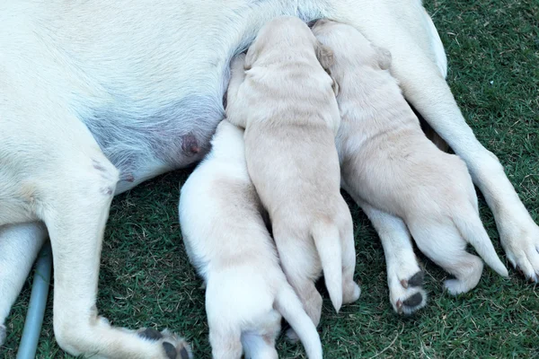 Λαμπραντόρ κουτάβια πιπίλισμα του γάλακτος από το στήθος της μητέρας σκυλί. — Φωτογραφία Αρχείου