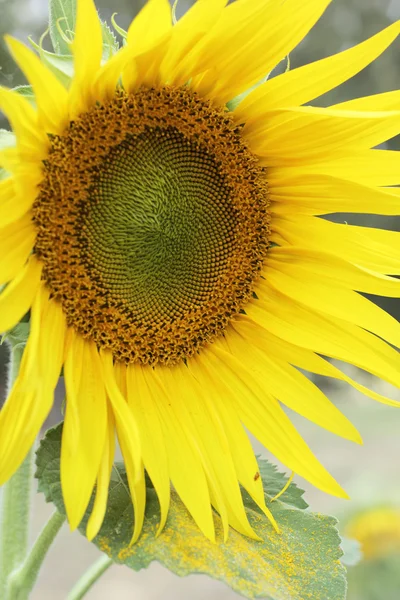 Feld blühender Sonnenblumen im Sommer — Stockfoto