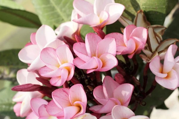 Rosa frangipani blomma på träd — Stockfoto