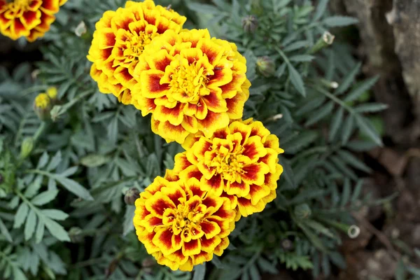 Fiori margherita - fiori gialli in giardino — Foto Stock