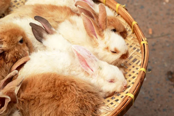 Beaucoup de lapins à vendre — Photo