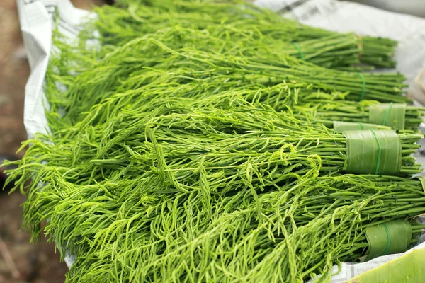 Acacia Pennata in Thai fresh market — Stock Photo, Image