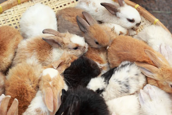 Beaucoup de lapins à vendre — Photo