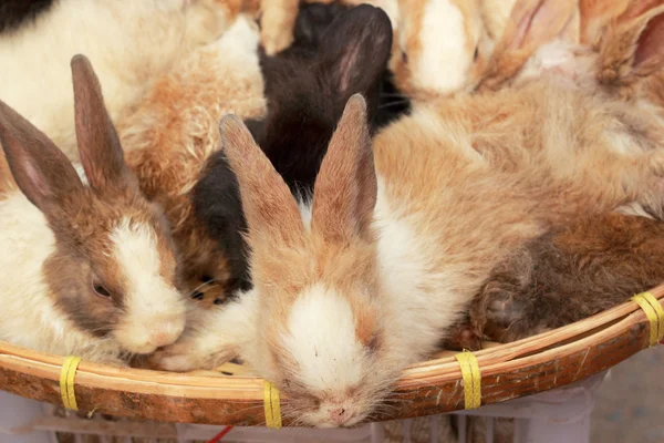 Beaucoup de lapins à vendre — Photo