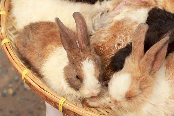 Beaucoup de lapins à vendre — Photo
