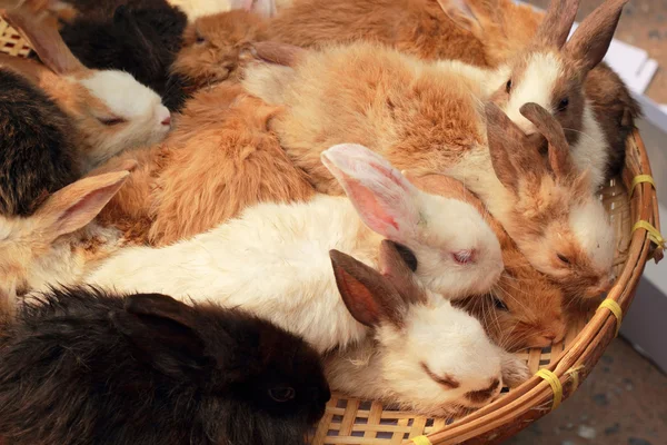 Много кроликов на продажу — стоковое фото