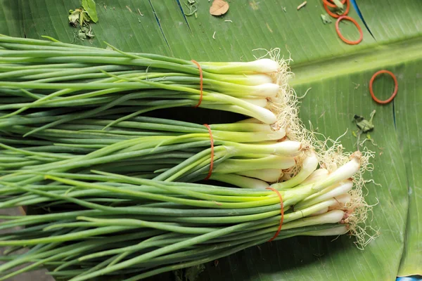 Close up of spring onions — Stock Photo, Image