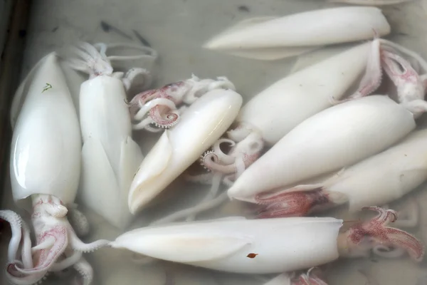 Calamares frescos en el mercado —  Fotos de Stock