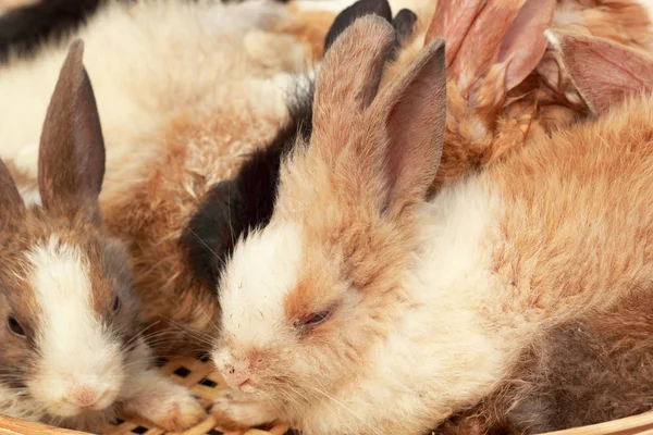 A lot rabbits for sale — Stock Photo, Image