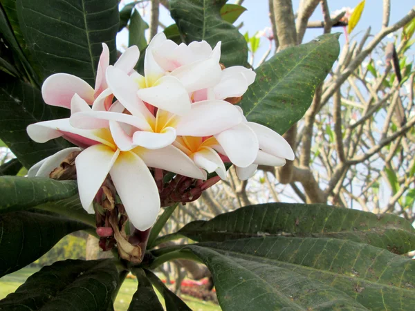 Flor de frangipani branco na árvore — Fotografia de Stock