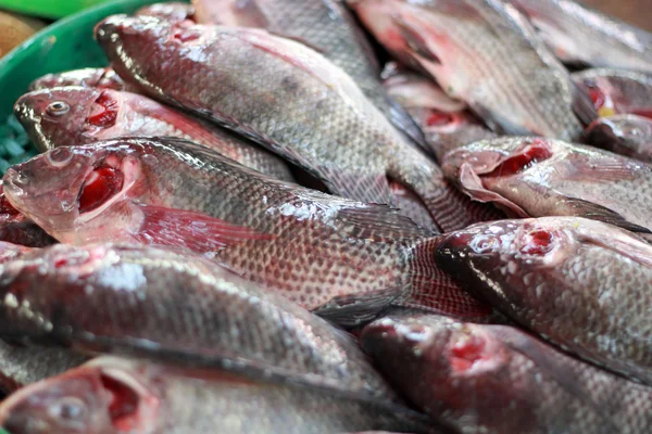 Pesce fresco al mercato — Foto Stock