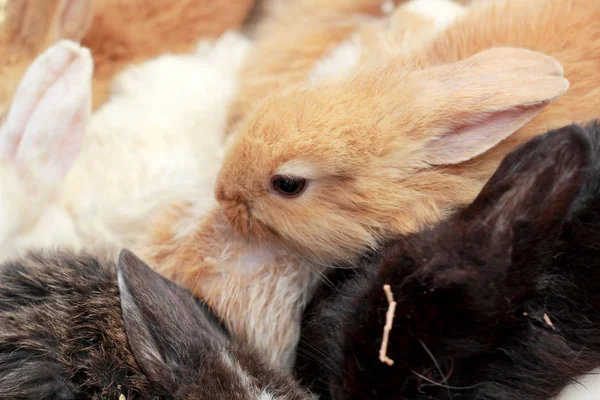 Dużo królików do sprzedaży — Zdjęcie stockowe