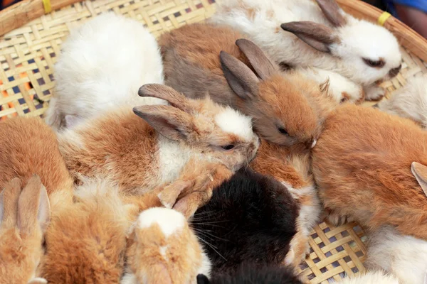 Beaucoup de lapins à vendre — Photo