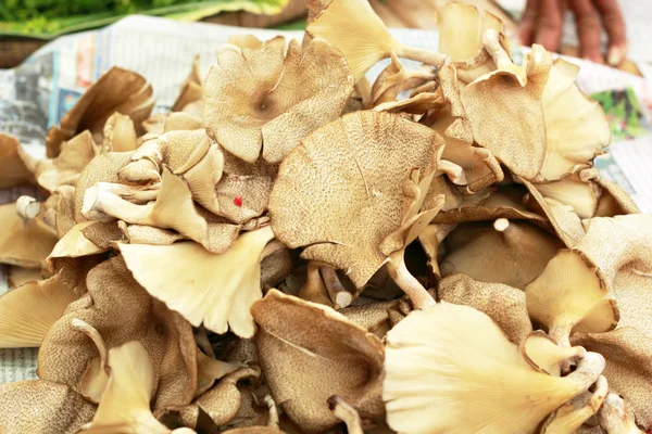 Färska svampar på marknaden — Stockfoto