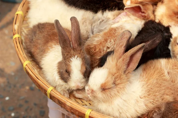 A lot rabbits for sale — Stock Photo, Image