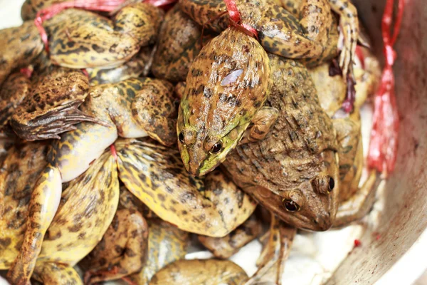 Satılık çok kurbağa