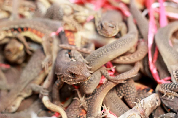 Mucha iguana tailandesa en venta — Foto de Stock