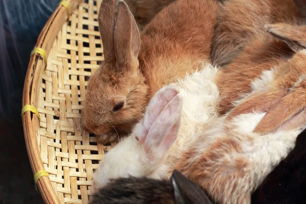 A lot rabbits for sale — Stock Photo, Image