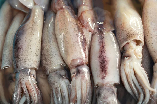 Calamares frescos en el mercado — Foto de Stock