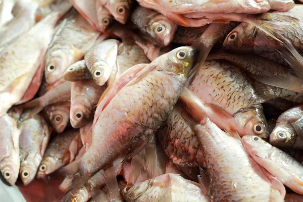 Pesce fresco sul mercato. — Foto Stock