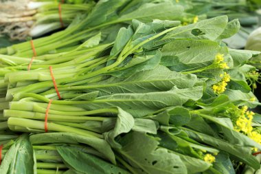 Çin Lahanası sebze (brassica chinensis)