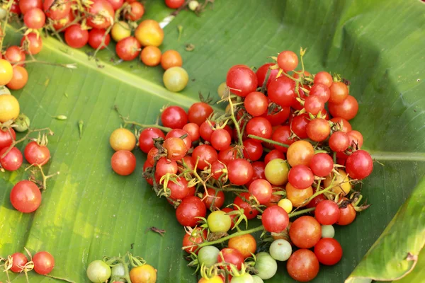 Viele frische Tomaten — Stockfoto