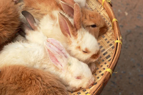 Много кроликов на продажу — стоковое фото