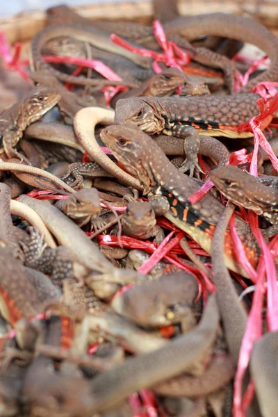 Çok satılan Iguana Tayland — Stok fotoğraf